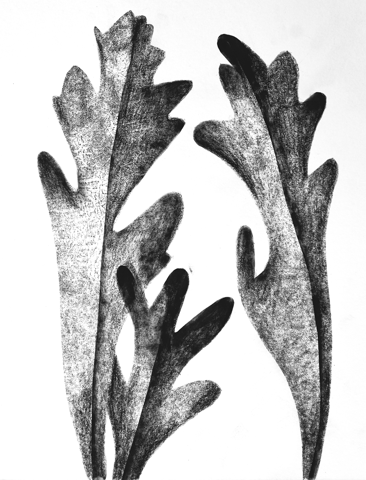 carbon paper drawings by Tatiana Zakharova-Goodman, inspired by botanic photography of Karl Blossfeldt