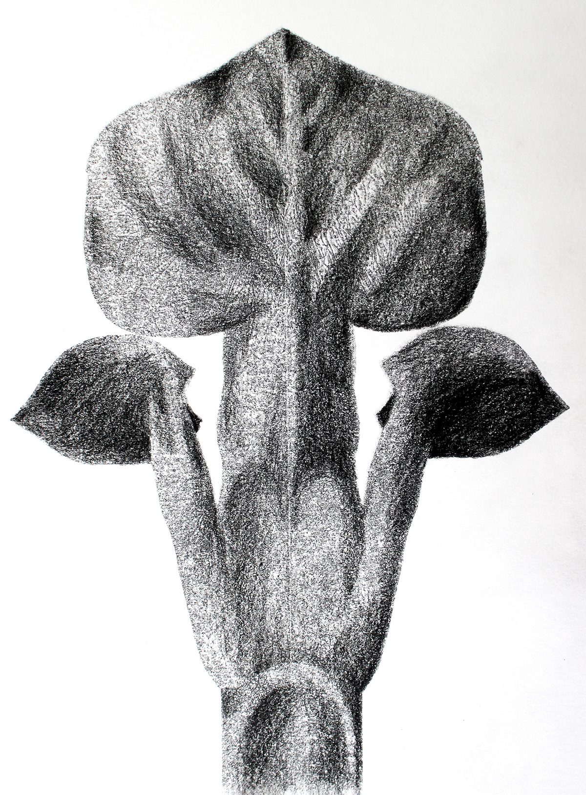 carbon paper drawings by Tatiana Zakharova-Goodman, inspired by botanic photography of Karl Blossfeldt