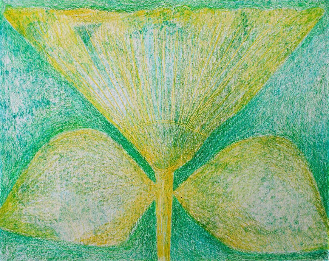 carbon paper drawings by Tatiana Zakharova-Goodman, inspired by botanic photography of Karl Blossfeldt