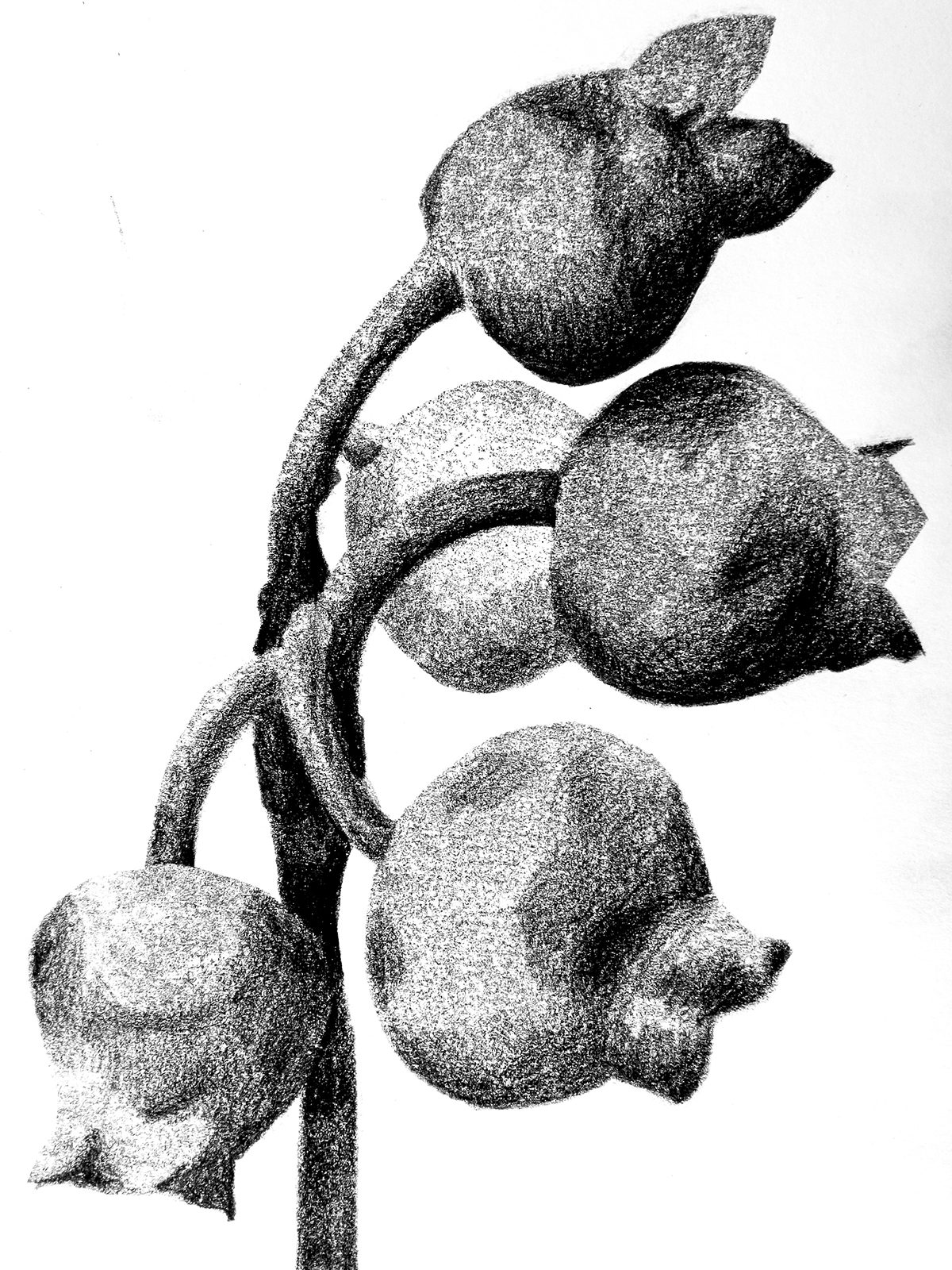 carbon paper drawings by Tatiana Zakharova-Goodman, inspired by botanic photography of Karl Blossfeldt